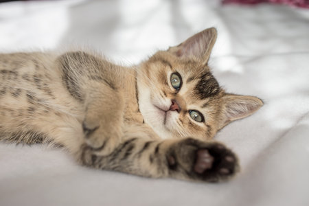 Sleepy, cute British kitten lies on a white blanket in the sun.の写真素材