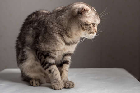 Bewildered Scottish Fold cat sits on a table and stares with interest.の写真素材