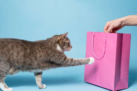 Curious cat touches a pink gift bag with its paw, he is interested in a surprise in the package. Blue background.の写真素材