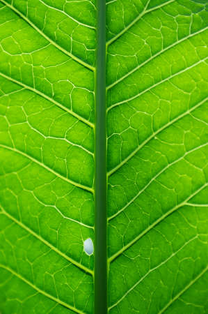 Green leaf with veins and a small hole, macro photography. Abstract, textured background.の写真素材