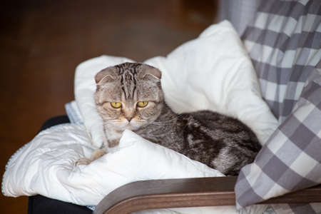 Interested Scottish Fold cat lies on an armchair and looks in surprise at the blurry background of the home interior.の写真素材