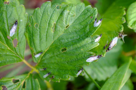 Insects crawling on the damaged, eaten strawberry leaves, in the garden. Close-up.の写真素材