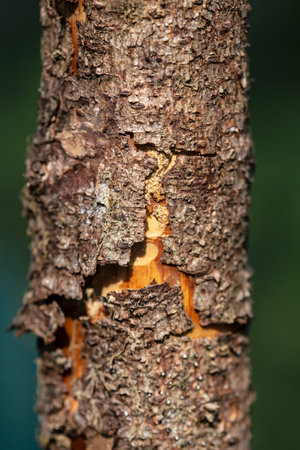 Cracked dry bark on the trunk of a dead pine tree, against a blurred background of greenery.の写真素材