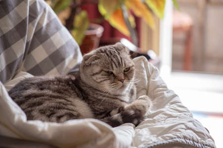 Thoughtful Scottish fold cat lying in the easy chair, in natural light from the window.