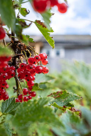 Bunch of redcurrant on a bush against the background of the blue sky and houses. Fresh berries ribes rubrum.の写真素材