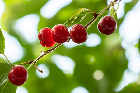 Ripe red cherries hanging in on a blurred background of green leaves and sky. Harvest berries.の写真素材
