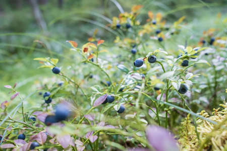 Ripe, tasty blueberries on the bushes in the forest. Harvest of Vaccinium myrtillus berries.の写真素材