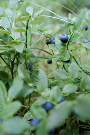 Ripe, tasty blueberries on the bushes in the forest, on a summer day. Harvest of Vaccinium myrtillus berries.の写真素材