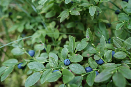 Ripe, tasty blueberries on the bushes in the forest. Harvest of Vaccinium myrtillus berries.の写真素材