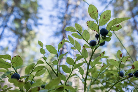 Ripe, tasty blueberries on the bushes in the forest, against the background of trees and the sky, on a summer day. Harvest of Vaccinium myrtillus berries.の写真素材