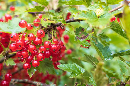 Bunch of redcurrant on a bush in the sun. Fresh berries ribes rubrum.の写真素材