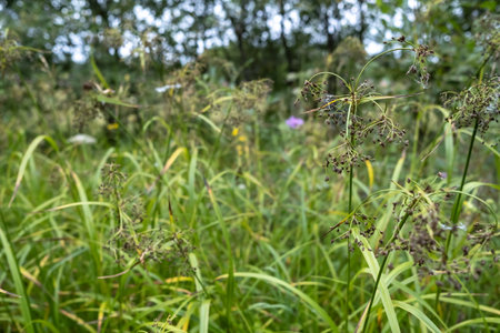 Grass and wildflowers on a blurred background of trees and blue sky.の写真素材