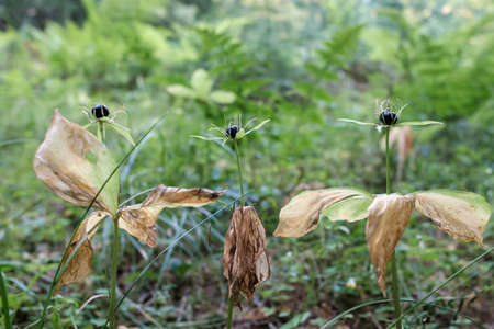 Paris, a poisonous, deadly and dangerous forest perennial, can be confused with blueberries.の写真素材