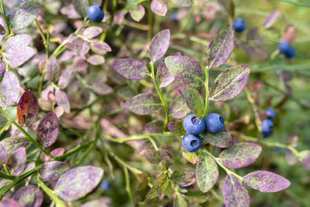 Ripe, tasty blueberries on the bushes in the forest. Harvest of Vaccinium myrtillus berries.の写真素材