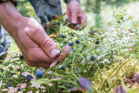 Male hands harvesting ripe, tasty blueberries in the forest on a summer day. Harvest of Vaccinium myrtillus berries.の写真素材