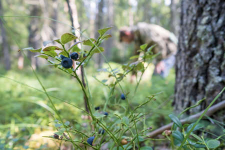Ripe, tasty blueberries, in the forest, on a blurred background, a man harvesting berries.の写真素材