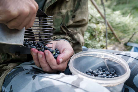 Hands put ripe blueberries from a tool for quickly picking berries into a container, in the forest. Harvest of Vaccinium myrtillus.の写真素材