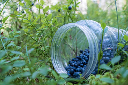 Ripe blueberries in a plastic container, which lies in the grass, in the forest, on a summer day. Harvest of Vaccinium myrtillus.の写真素材