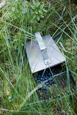 Metal device for the rapid collection of berries, with a crop of blueberries inside, in the forest. Harvest of Vaccinium myrtillus.の写真素材