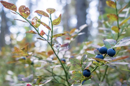 Ripe, tasty blueberries on the bushes in the forest, against the background of trees and the sky. Harvest of Vaccinium myrtillus berries.の写真素材