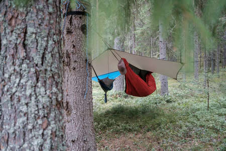 Two hammocks hang under a waterproof canopy, in the forest, at the camp.の写真素材
