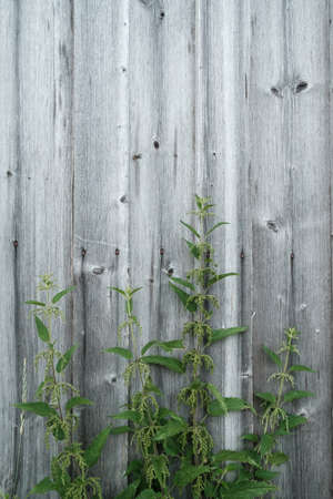 Urtica dioica or stinging nettles on the background of a wooden wall. Medicinal plant. Copy space.の写真素材