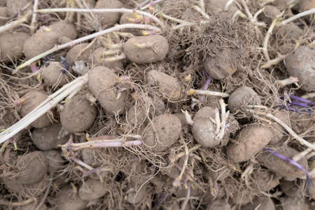 Old sprouted potatoes lying in the yard, in the countryside. Top view. Close-up.の写真素材