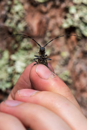 Fingers hold a barbel beetle. Insect pest that contributes to the destruction of weakened pine trees. Macro.の写真素材