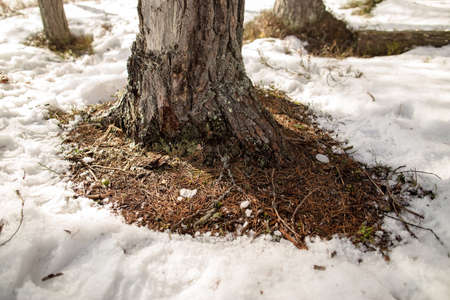 Pine trunk with melted snow around, on a warm spring day, in the forest.の写真素材