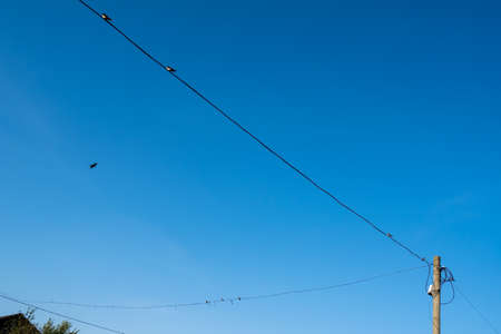 Top of a wooden pole with high voltage wires and birds sitting on them, against a blue sky, in the countryside.の写真素材
