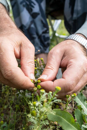 Male hands collect the medicinal herb matricaria, on a summer day.