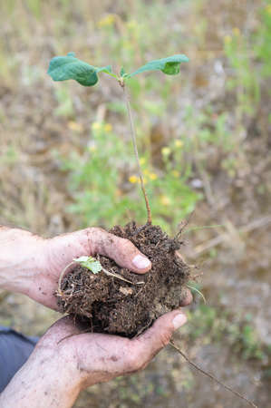 Male hands gently hold seedlings for transplanting into the soil, against a blurred background.の写真素材