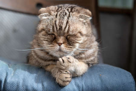 Cat, Scottish Fold, sleeps on a soft ottoman on a chair, with a serious muzzle, against a blurred background.の写真素材