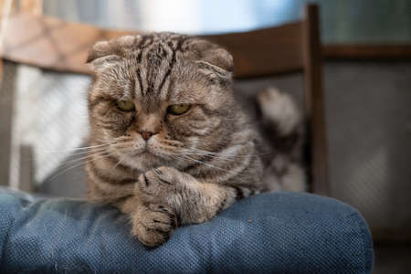 Sad cat, Scottish Fold, lying on soft ottoman in his chair and looks thoughtfully. Depression in pets. Psychological concept.の写真素材