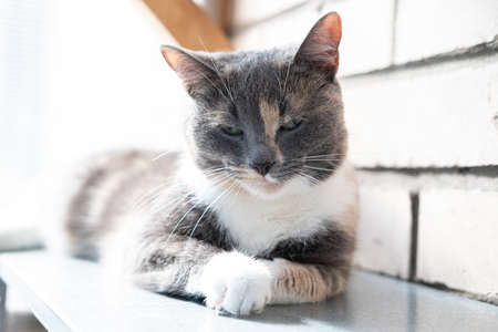 Suspicious and serious cat lies on a metal rack on the balcony and squints at the background of a brick wall.の写真素材