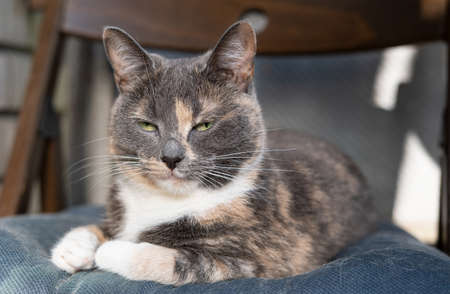 Dissatisfied cat lies on a soft chair and looks suspiciously narrowed eyes.の写真素材