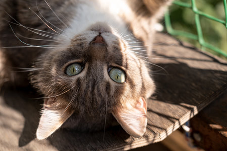 Happy, contented cat with green eyes relaxes lying with its paws up, on the balcony in the sun.の写真素材