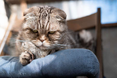 Interested cat, Scottish Fold, lies on a padded ottoman in a chair and stares intently.の写真素材