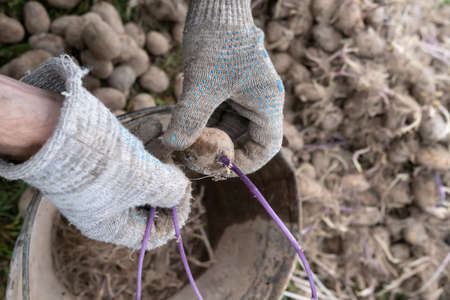 Gloved hands pluck sprouts and roots from old potatoes and throw them into a bucket, outdoors, in the village. Top view.の写真素材
