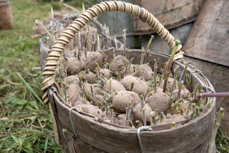 Old sprouted potatoes lie in a wicker basket, in the yard, in the village. Close-up.の写真素材
