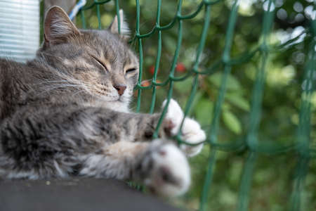 Cute cat sleeping on a wooden table on the balcony, on a background of green wood.の写真素材