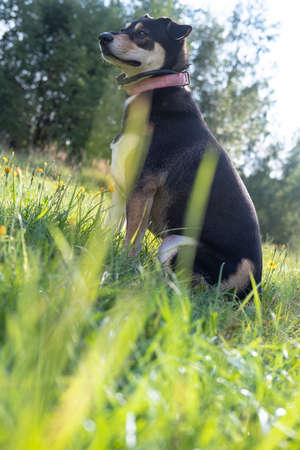 Concentrated dog in a pink collar watches warily, sitting in the grass. Bottom view.の写真素材