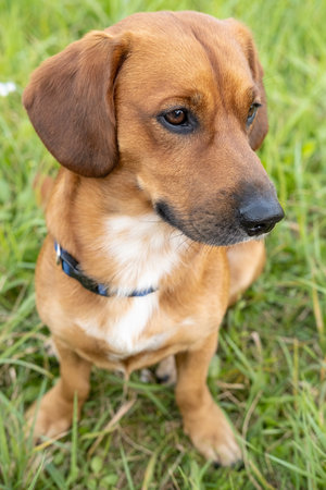 Cute dog for a walk, she sits calmly in the grass and looks to the side. Top view.の写真素材