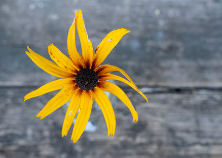Beautiful flower with yellow-orange long petals on a wooden background. Copy space. Top view.の写真素材