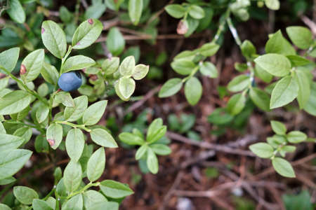 Ripe blueberries on the bushes in the forest. Harvest of Vaccinium myrtillus berries.の写真素材