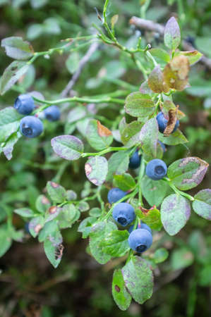 Juicy, ripe blueberries on the bushes in the forest. Harvest of Vaccinium myrtillus berries.の写真素材