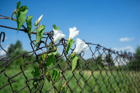 Climbing plant with beautiful white flowers on an old rusty mesh fence against the background of blue sky and greenery.の写真素材