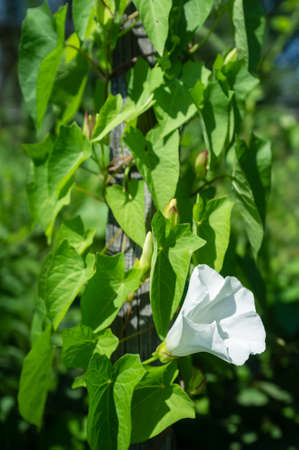 Climbing plant with beautiful white flowers and green leaves on the old wooden fence. Close-up.の写真素材