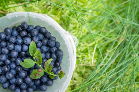 Blueberries in a plastic container, which stands in the grass, in the forest. Harvest Vaccinium myrtillus. Copy space. Top view.の写真素材