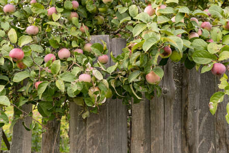 Ripe apples on the branches hang on an old wooden fence, in the village.の写真素材